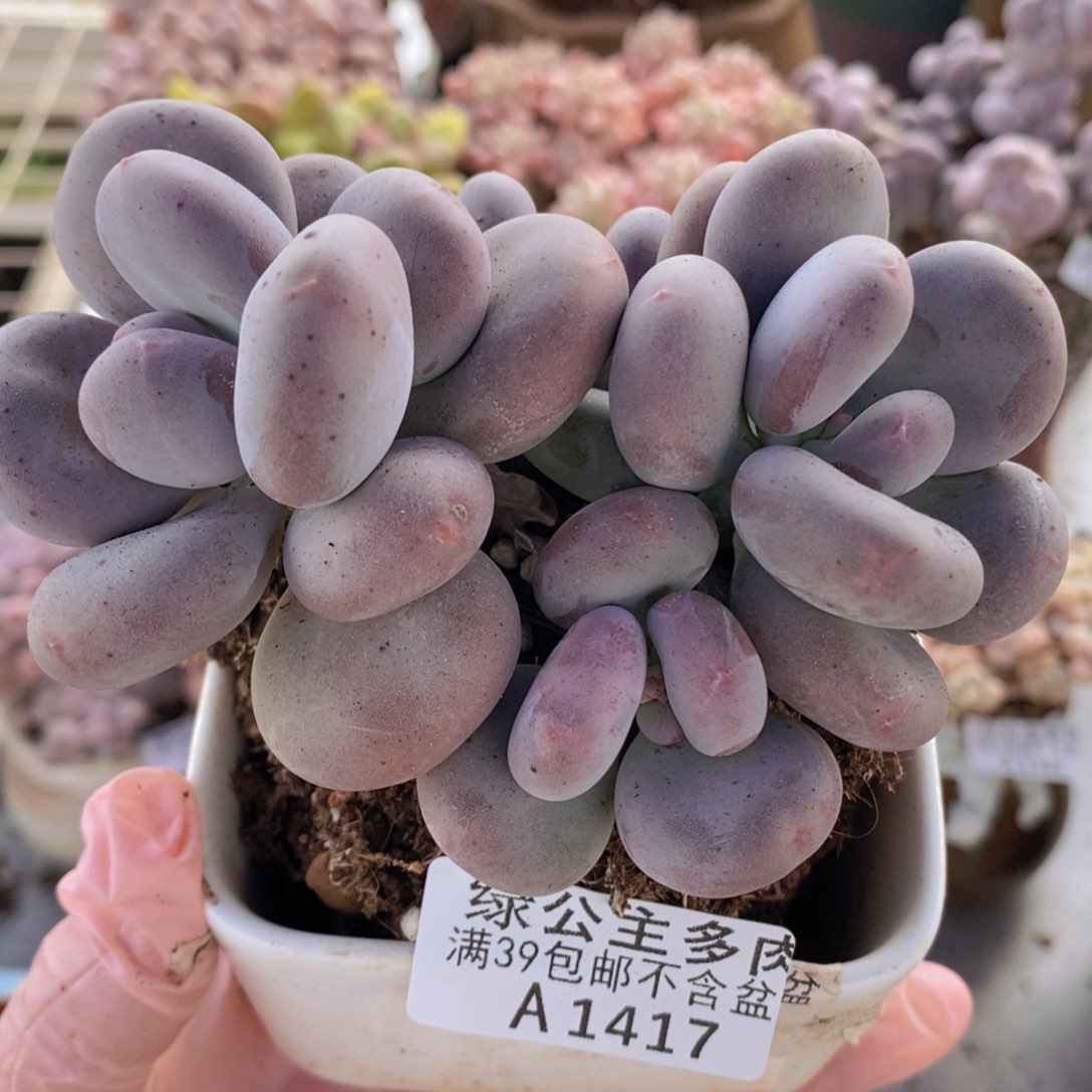 芒果奶10cm1417多肉酱