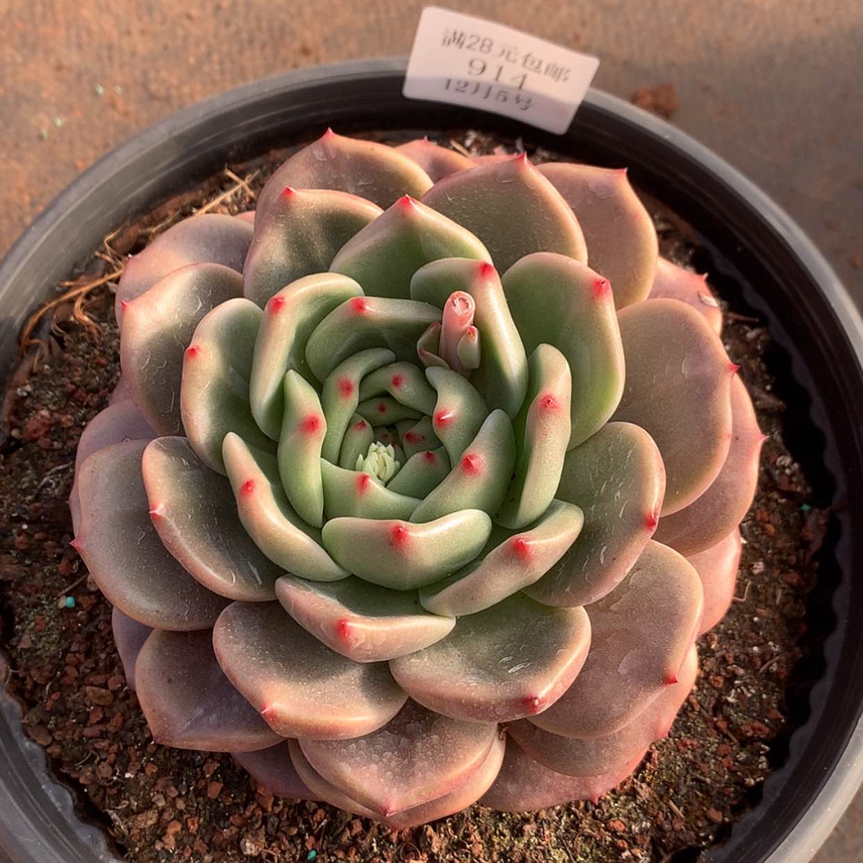 【闪购商品】云914号15厘米