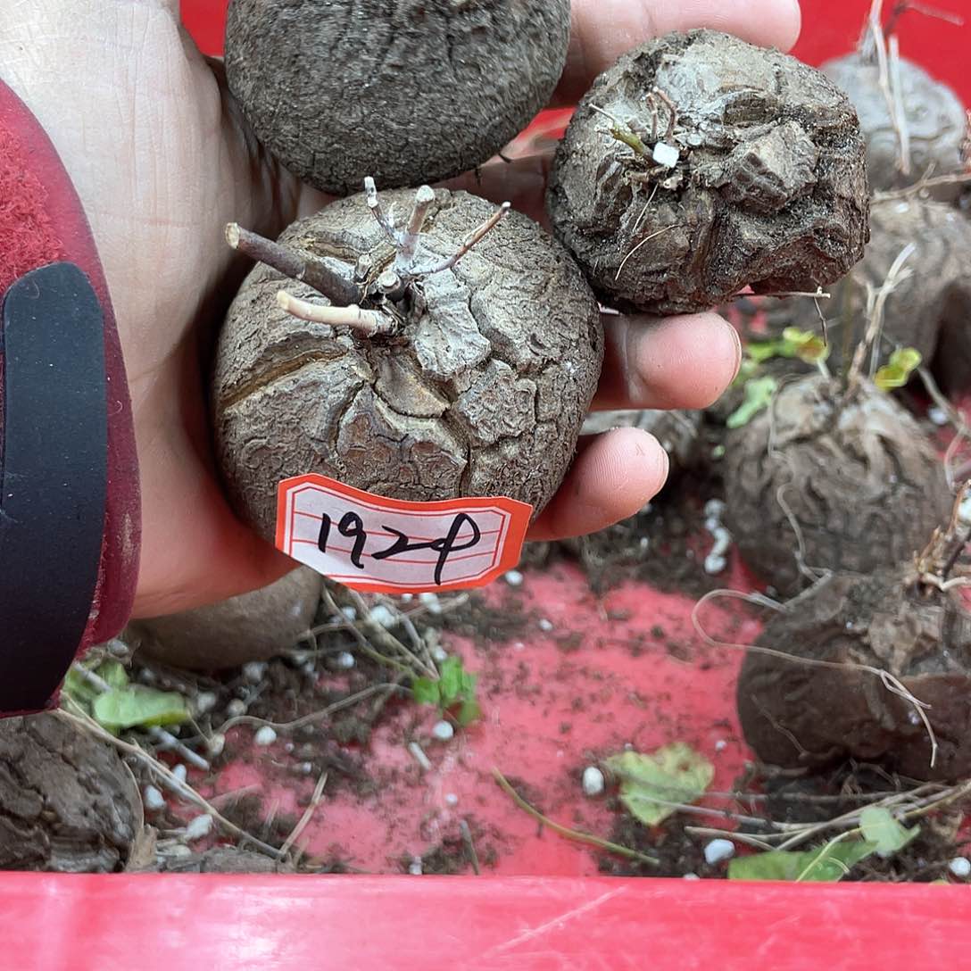 龟甲龙一物一拍1924号3颗