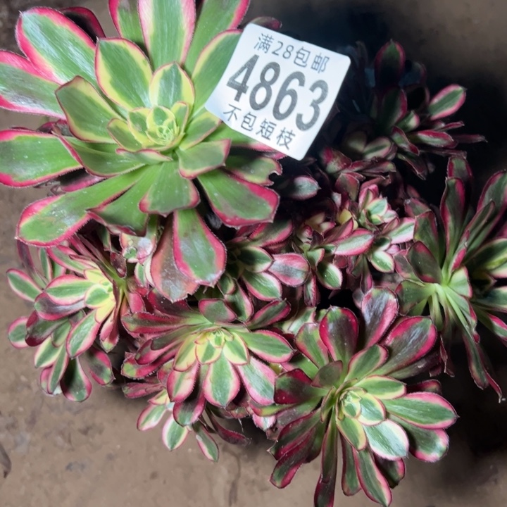 4863多肉植物法师法师