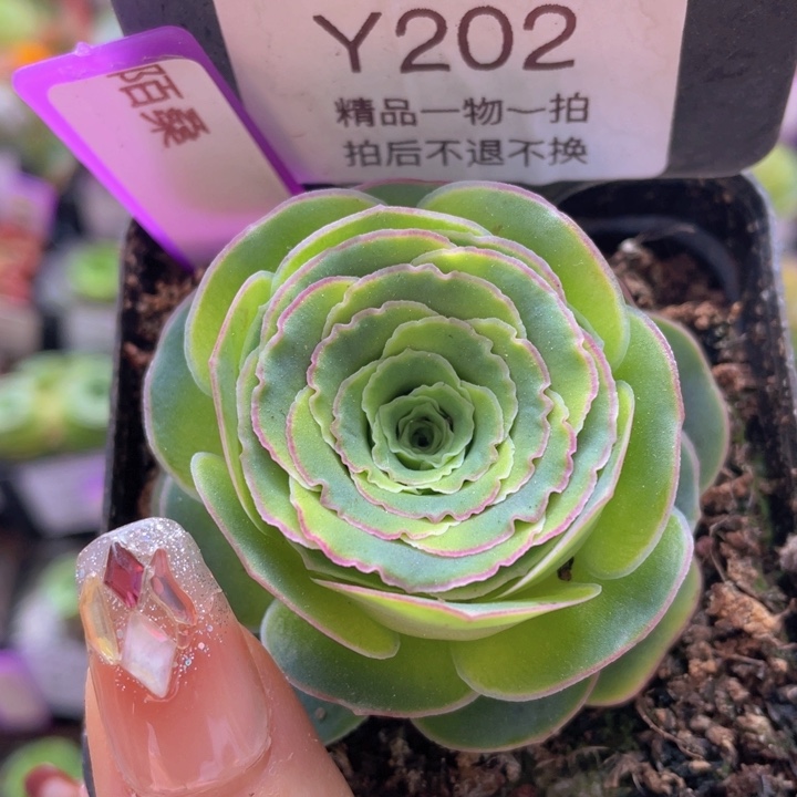 陌桑玫瑰一物一拍202