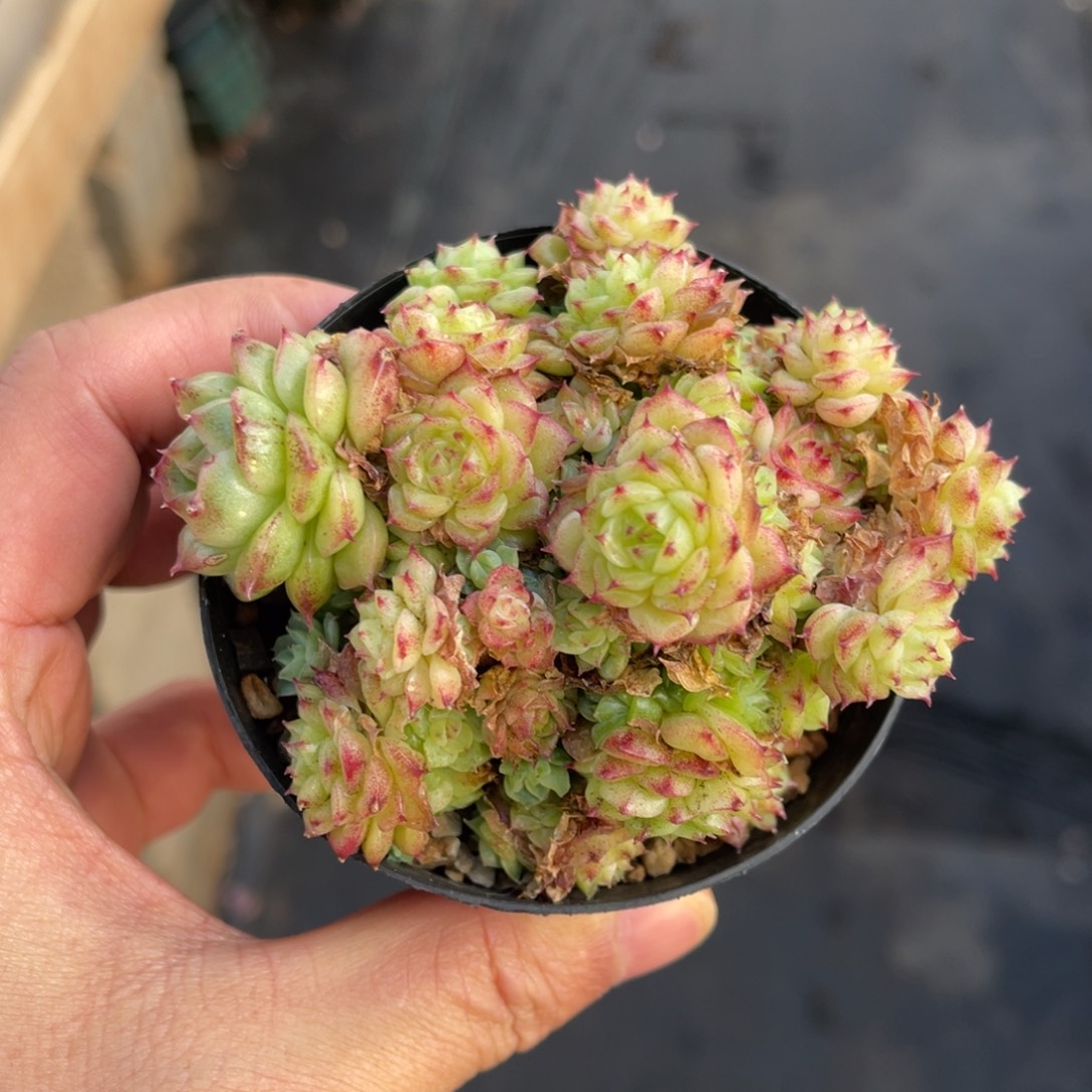 麦秆一物一拍不支持退换