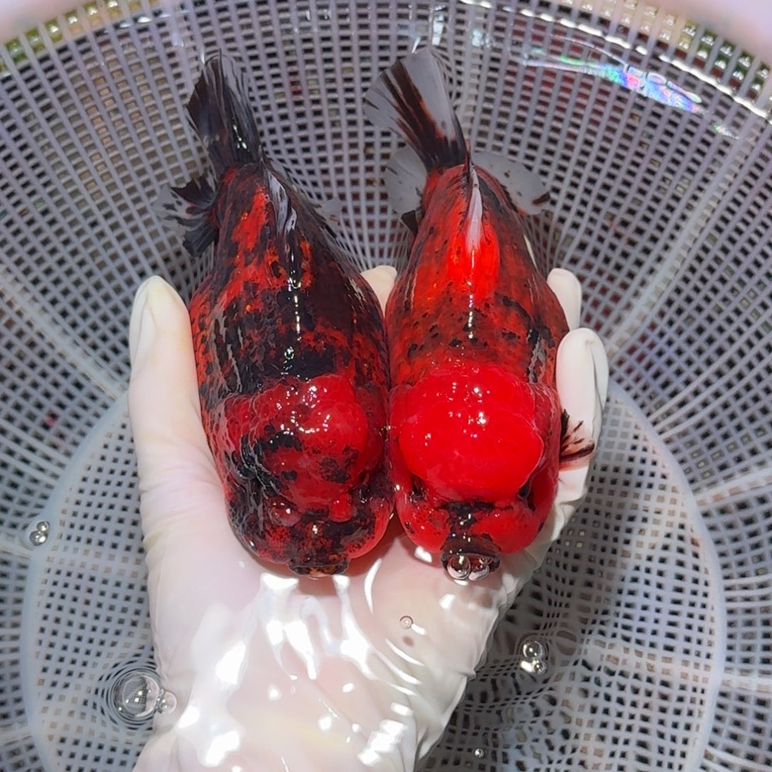 金鱼精品短尾狮子