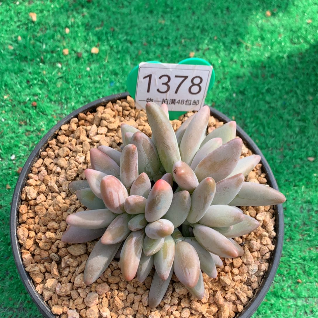 飞***飞企鹅无砍补差价1378