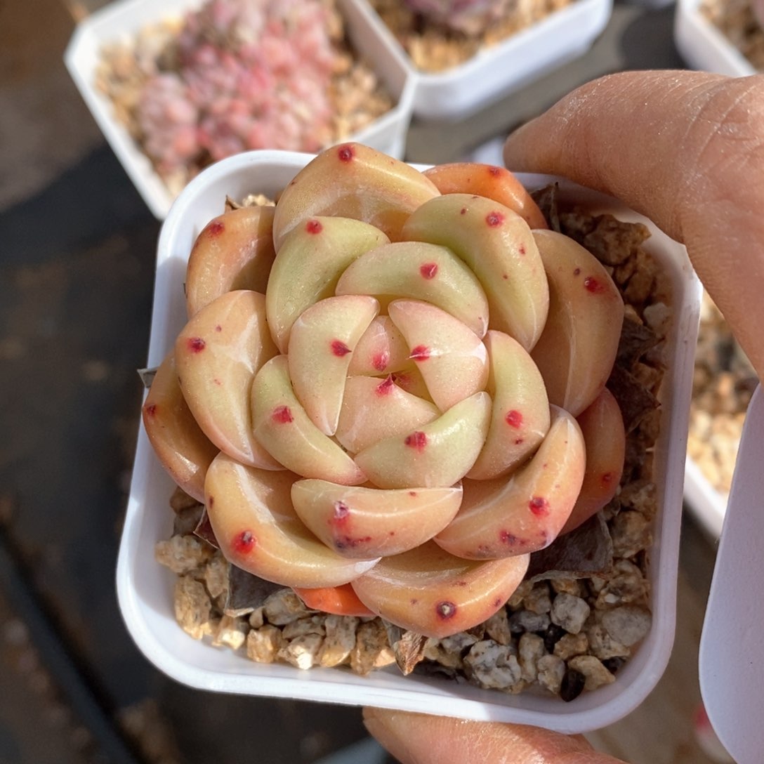 精品多肉一物一拍不包整157