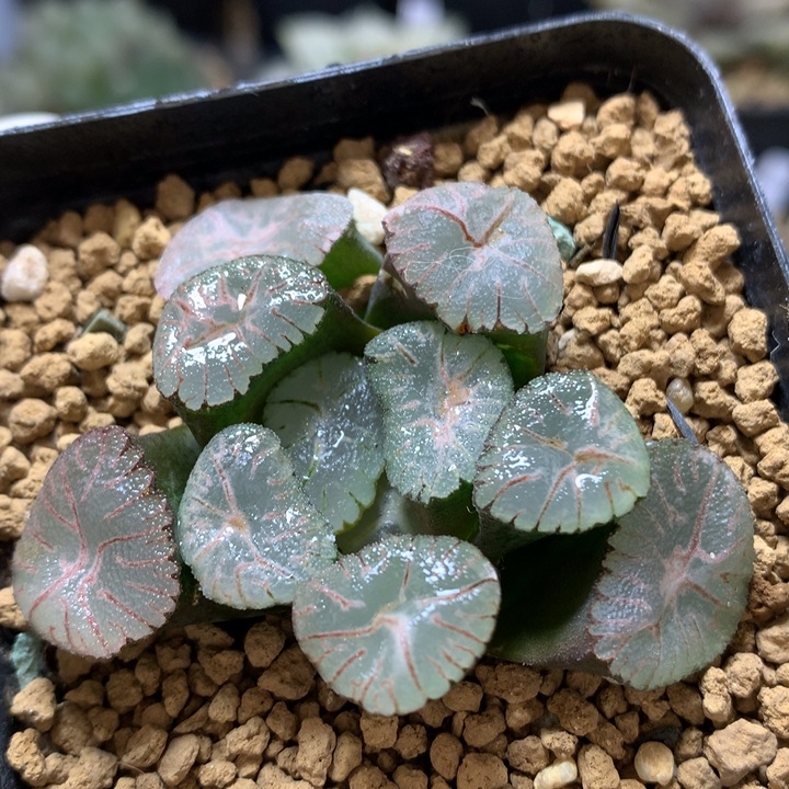 风之谷带盆土发货