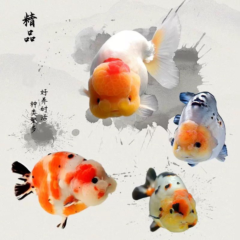 11条 大金鱼 泰狮/元宝/玛丽/鎏金 好养活冷水鱼