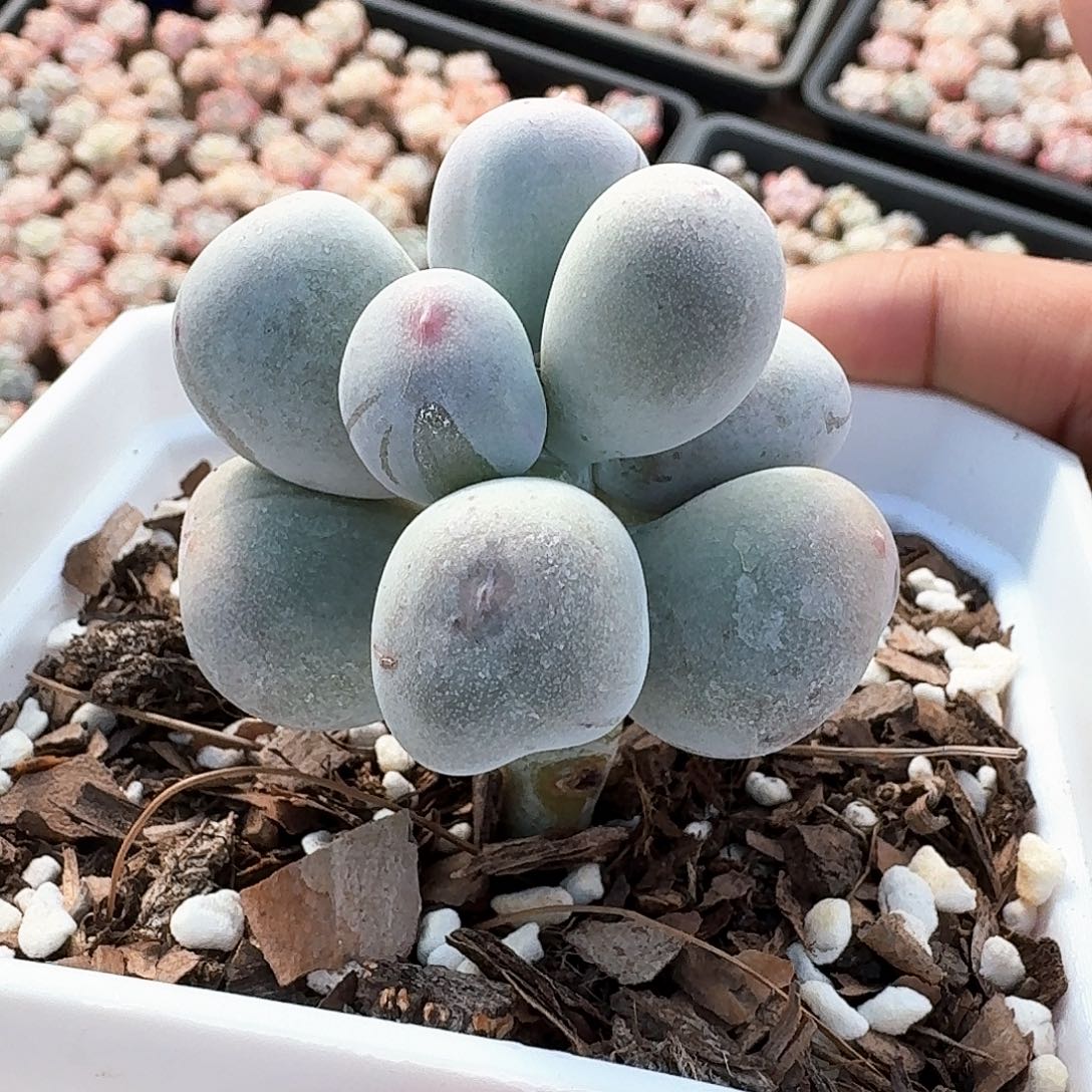 精品米可奶单头超肥