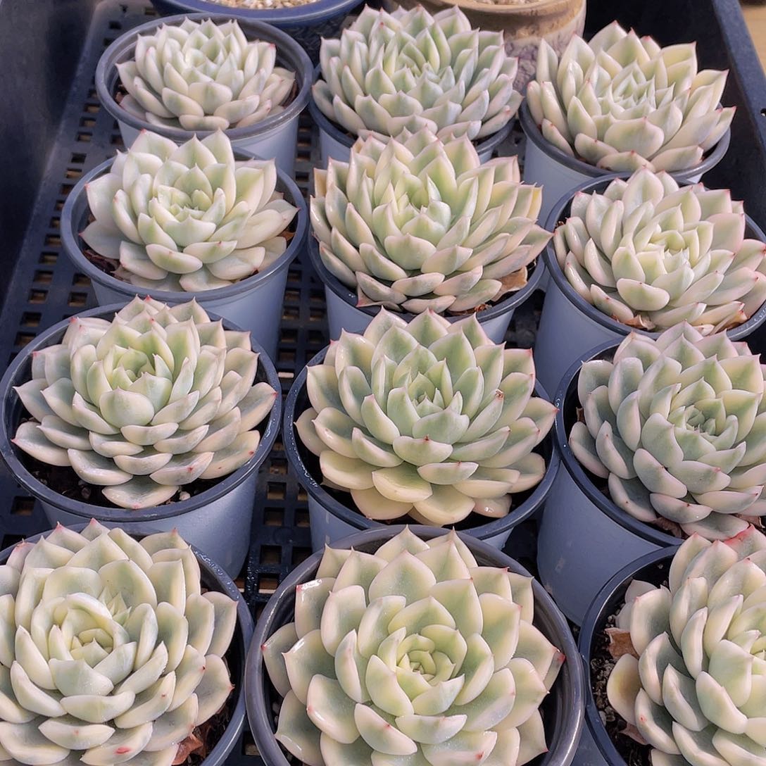 量拍47号 月亮仙子锦单头2个