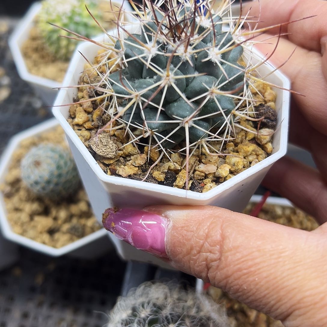 龙须玉仙人球11111111