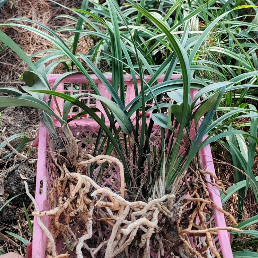 四季好养的兰花盆栽墨兰建兰春兰免耳兰花期带花苞室内绿植花卉