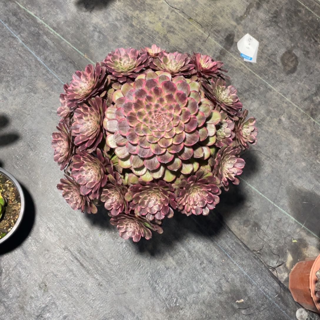 829奢香漂亮漂亮漂亮漂亮啥样了