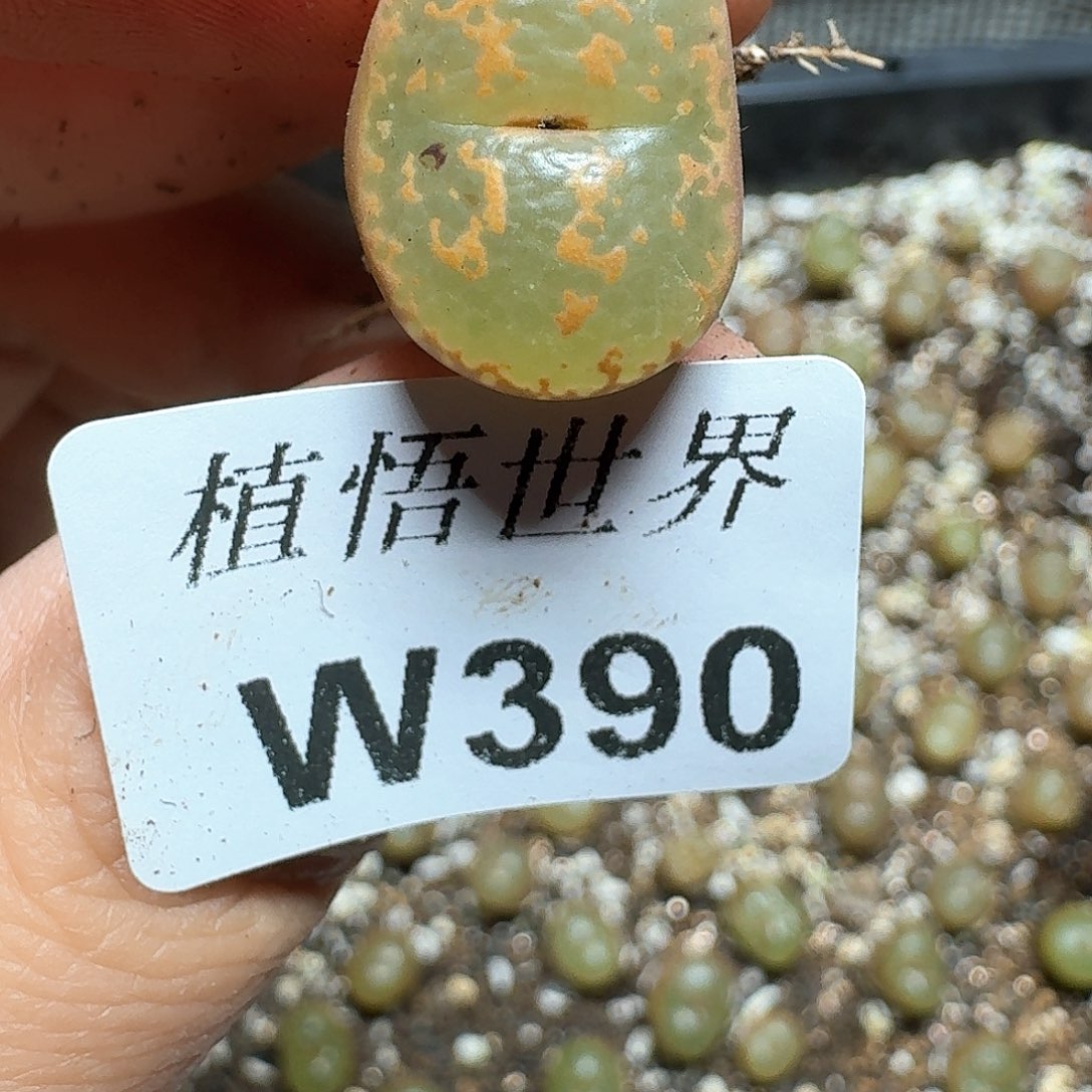 390盒多肉植物哇c cb b