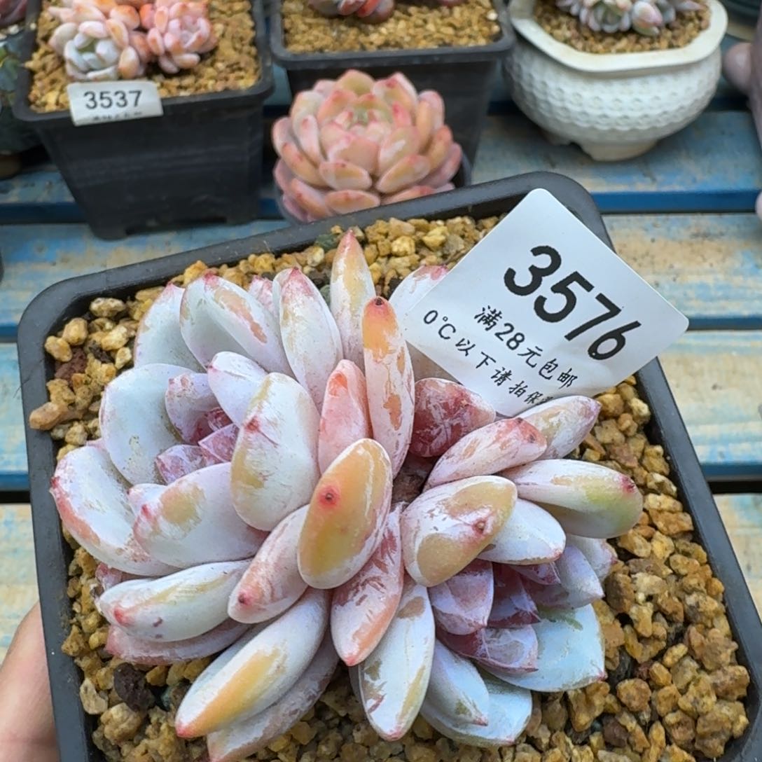 3576糖芯雪天使3头9cm