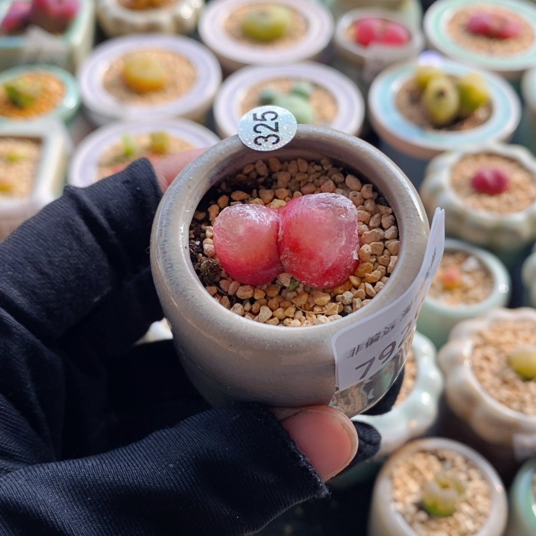 7929--一物一拍 带盆