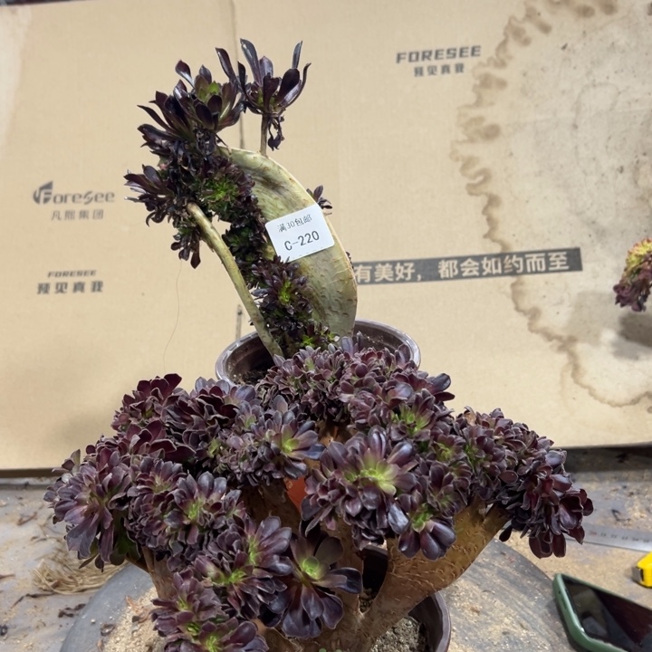 220黑法师一棵欧紫微瑕一棵不售后