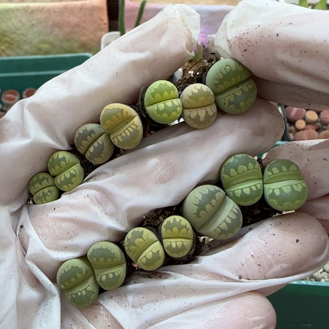 1.15，牙齿，个别有长腿有伤，9025