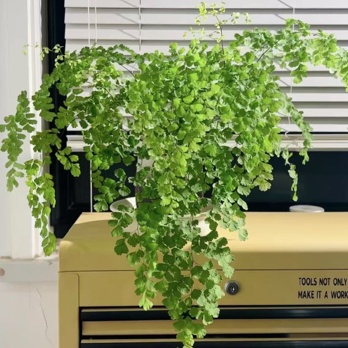 铁线蕨盆栽室内甲醛辐射净化空气绿植耐阴喜湿室内桌面卫生间植物