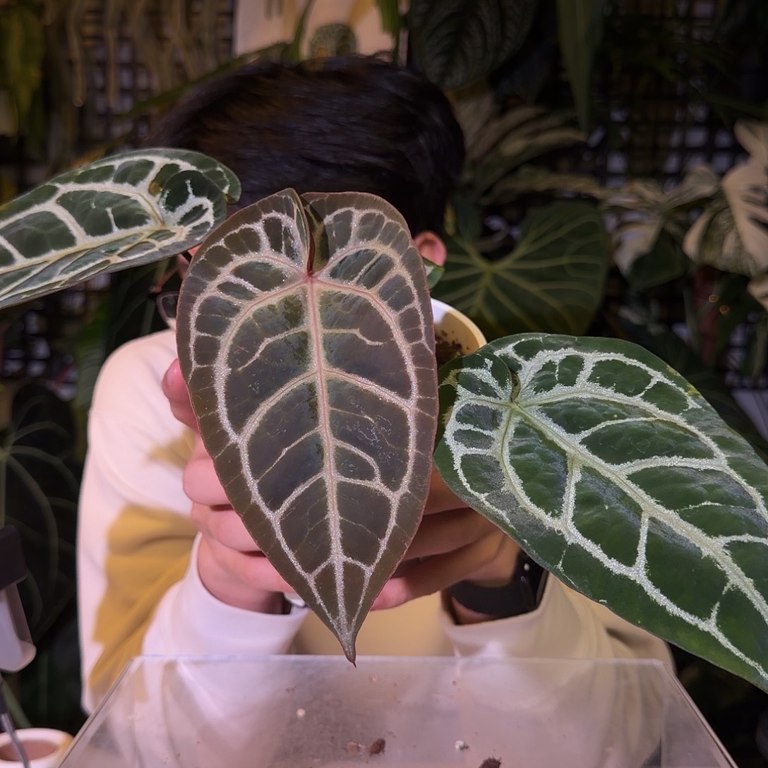 完全开放G129红水晶杂撕裂纹