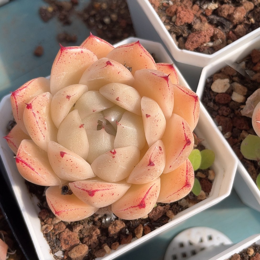 优选麦秆福利9483