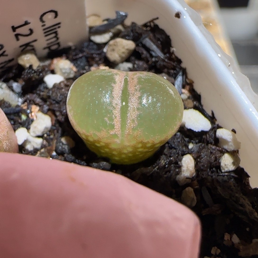 肉锥多肉植物百科26-1453.75风铃999