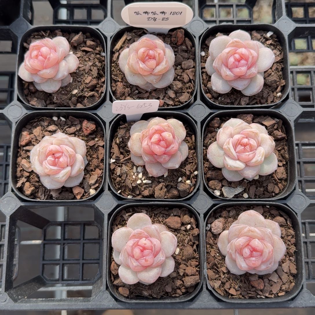 1201-025-果汁软糖量拍一颗