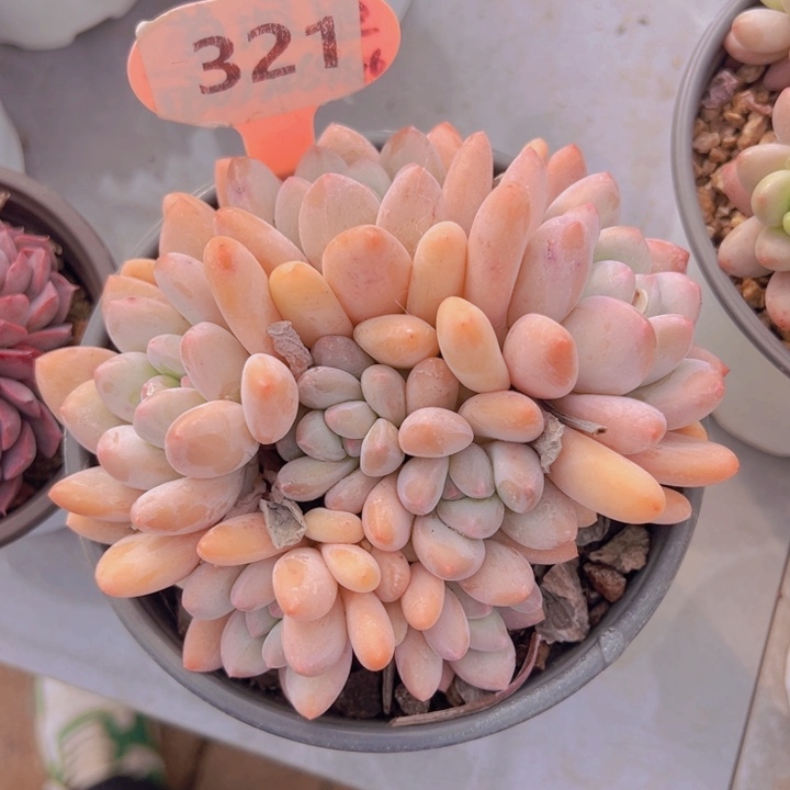 健健康康平平安安