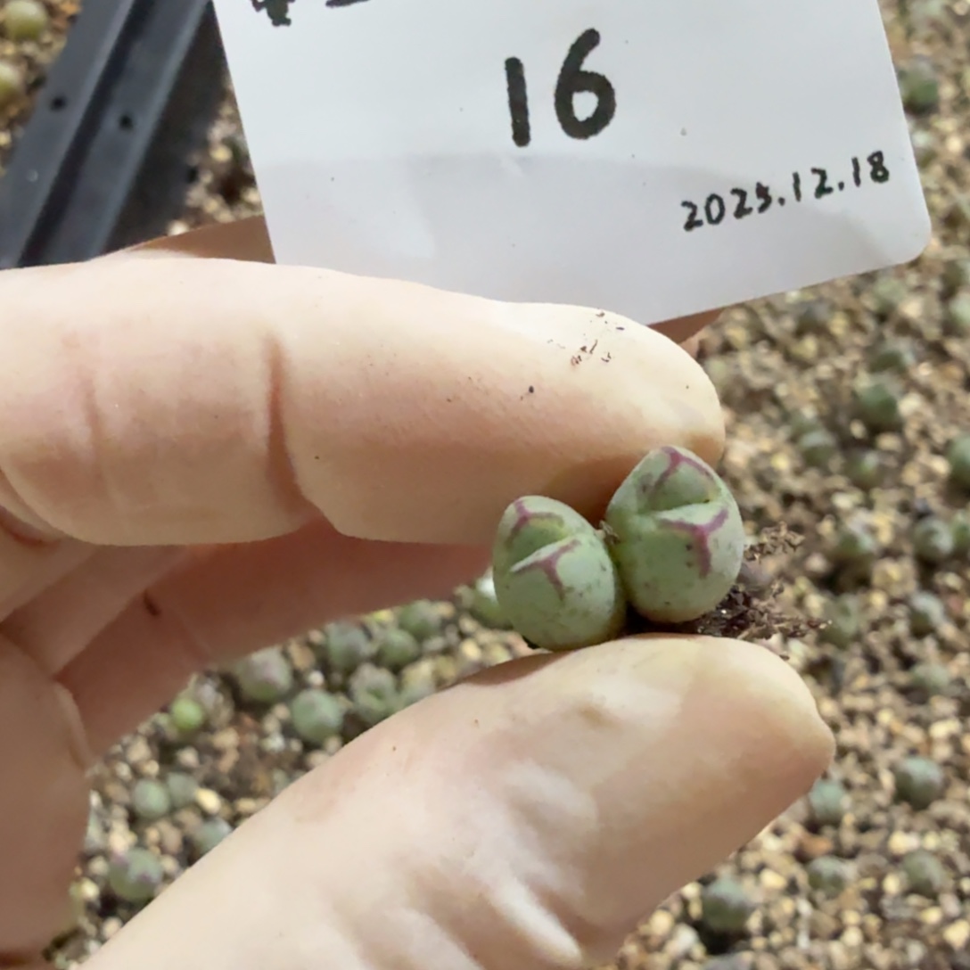 面****多肉多肉多肉12.18-016