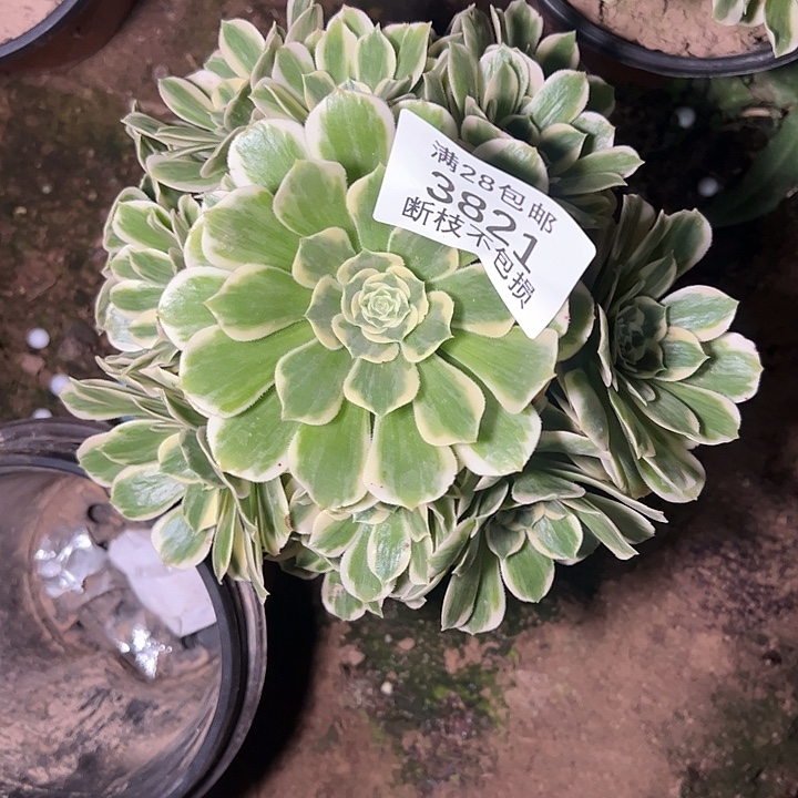 3821迈巴赫多肉植物