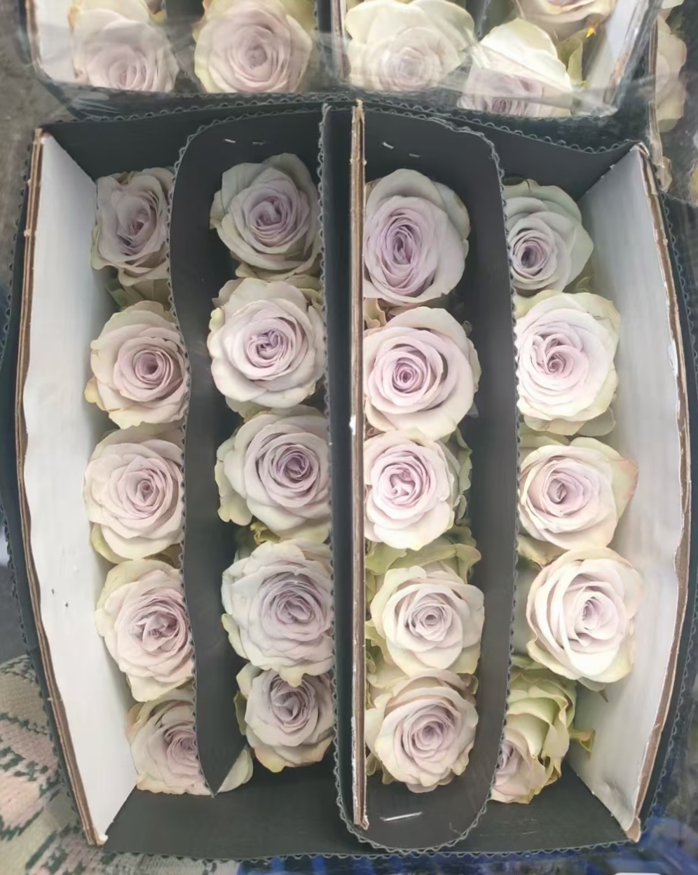 A曼塔玫瑰20枝装