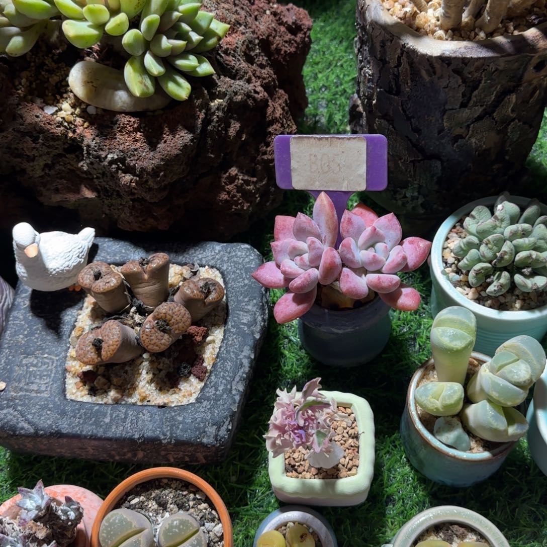 7***甜多肉植物奥普SPP哇塞