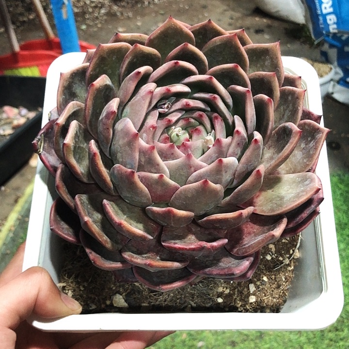香槟大单头多肉植物