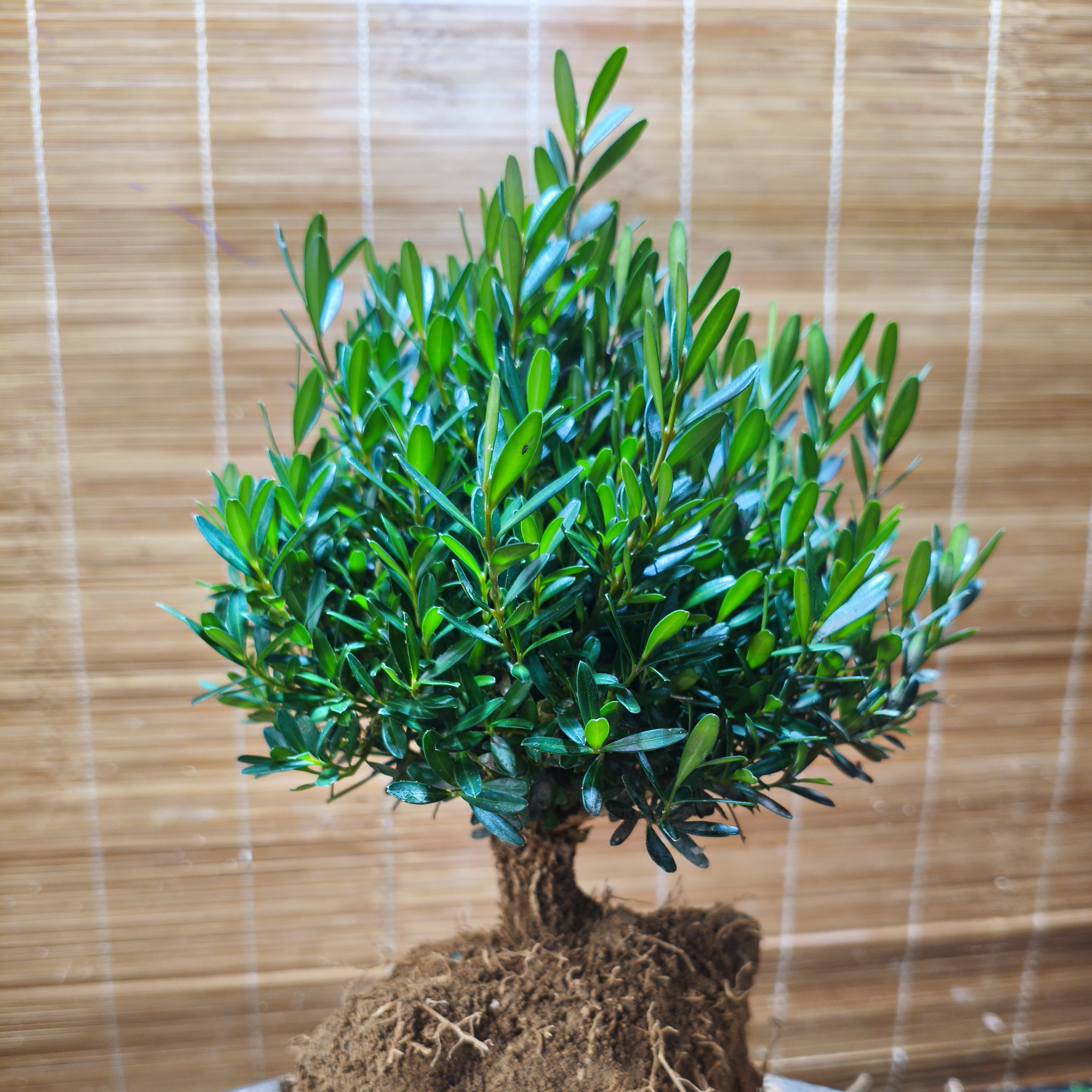 福建雀舌小叶皱皮黄杨绿植精品小盆景掌中宝室内室外阳台万年青