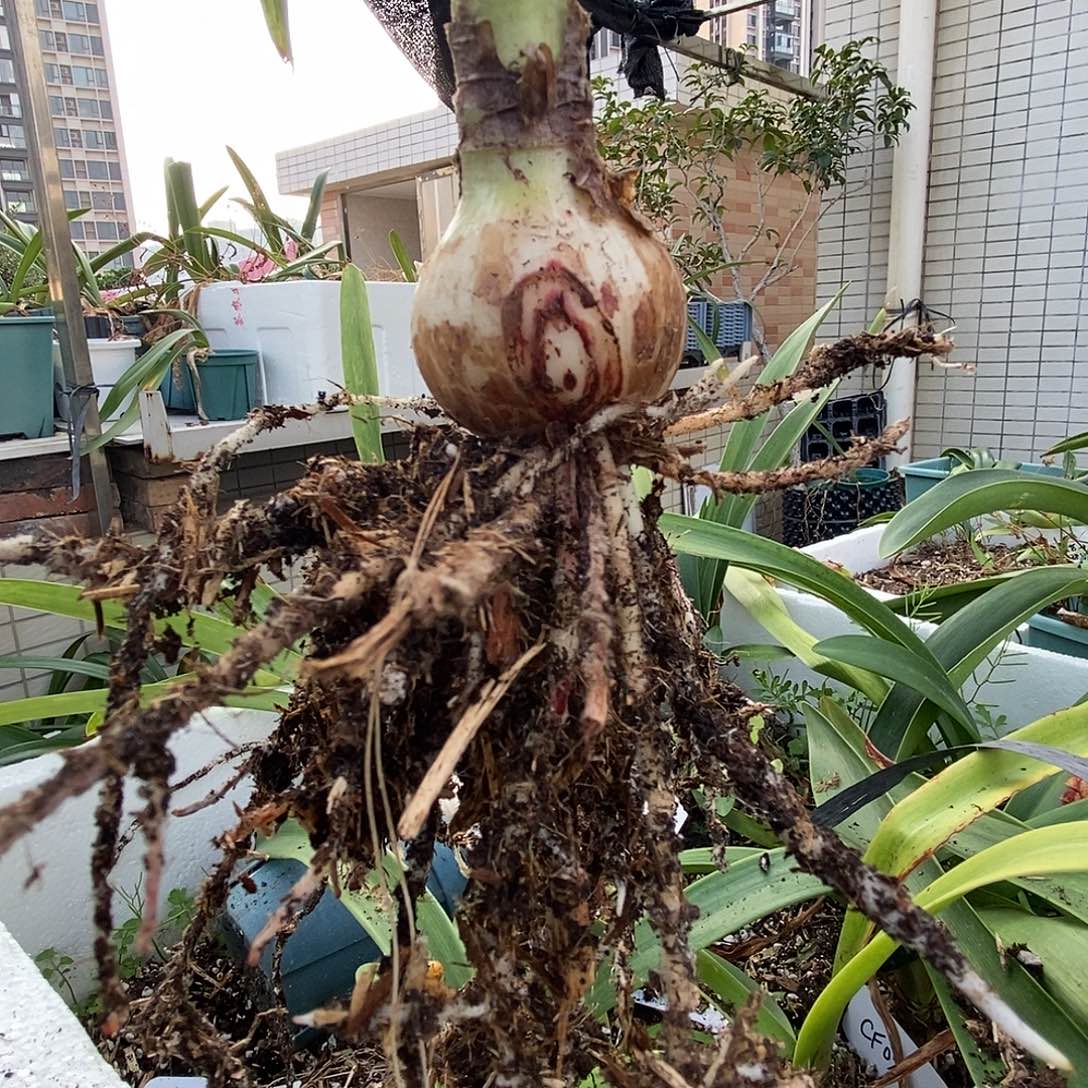 s孤挺花园雪女王3.7cm