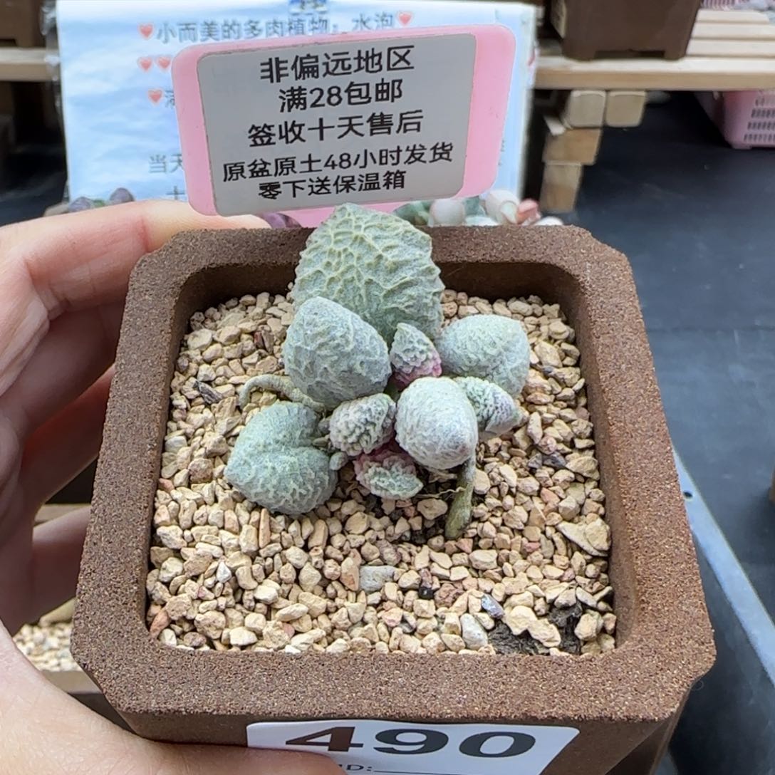 490倒刺冰淇淋多肉