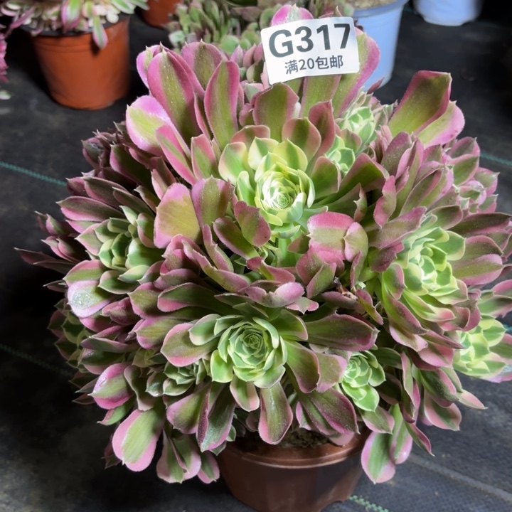 瑞妈一物一拍317