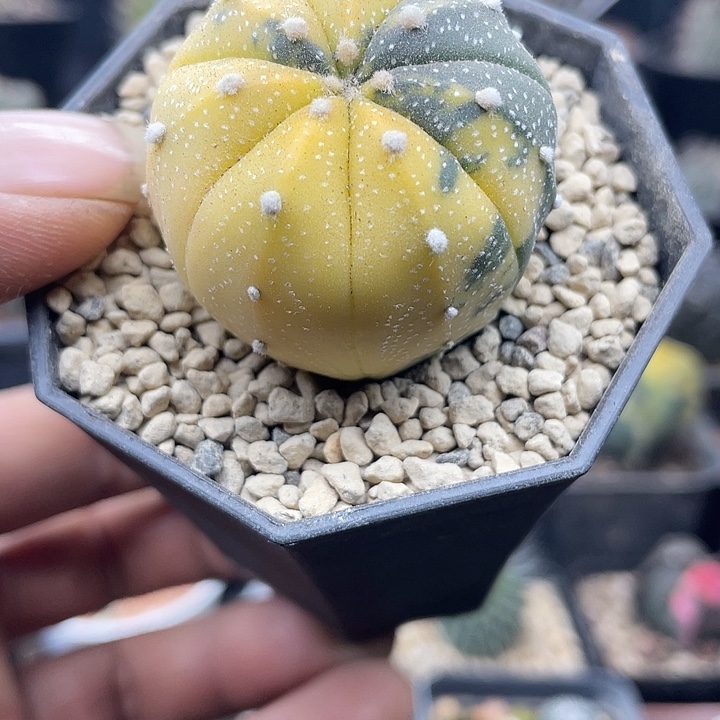 城***5一物一拍带盆发货