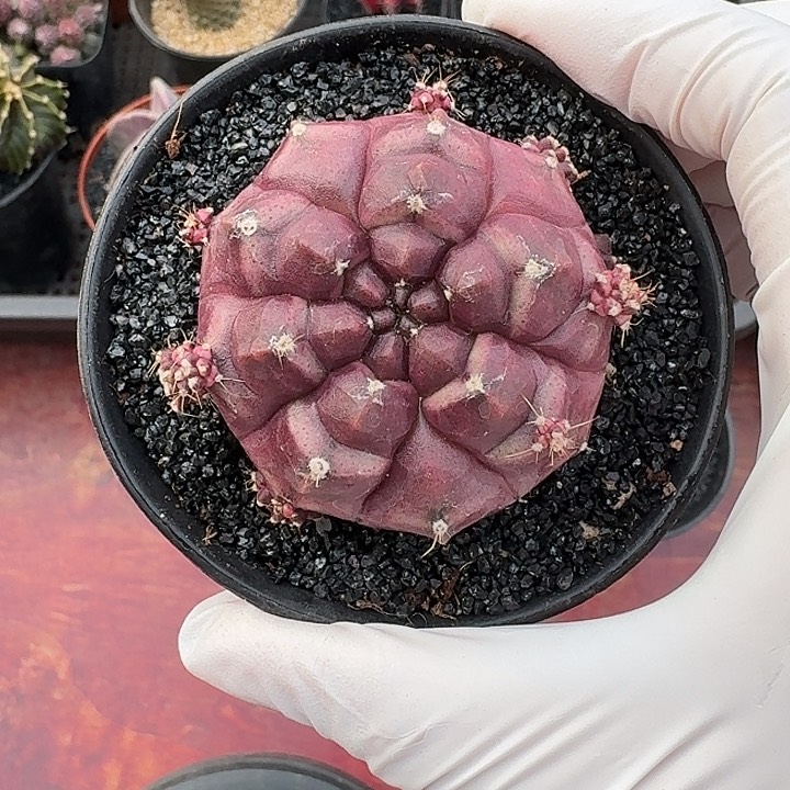 梦想仙人球仙人球123