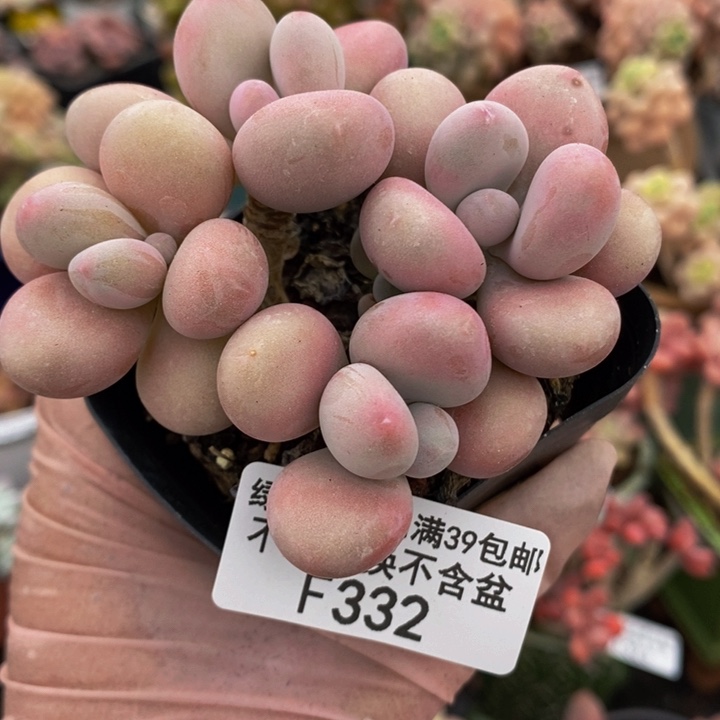 腰子桃蛋7cm332多肉