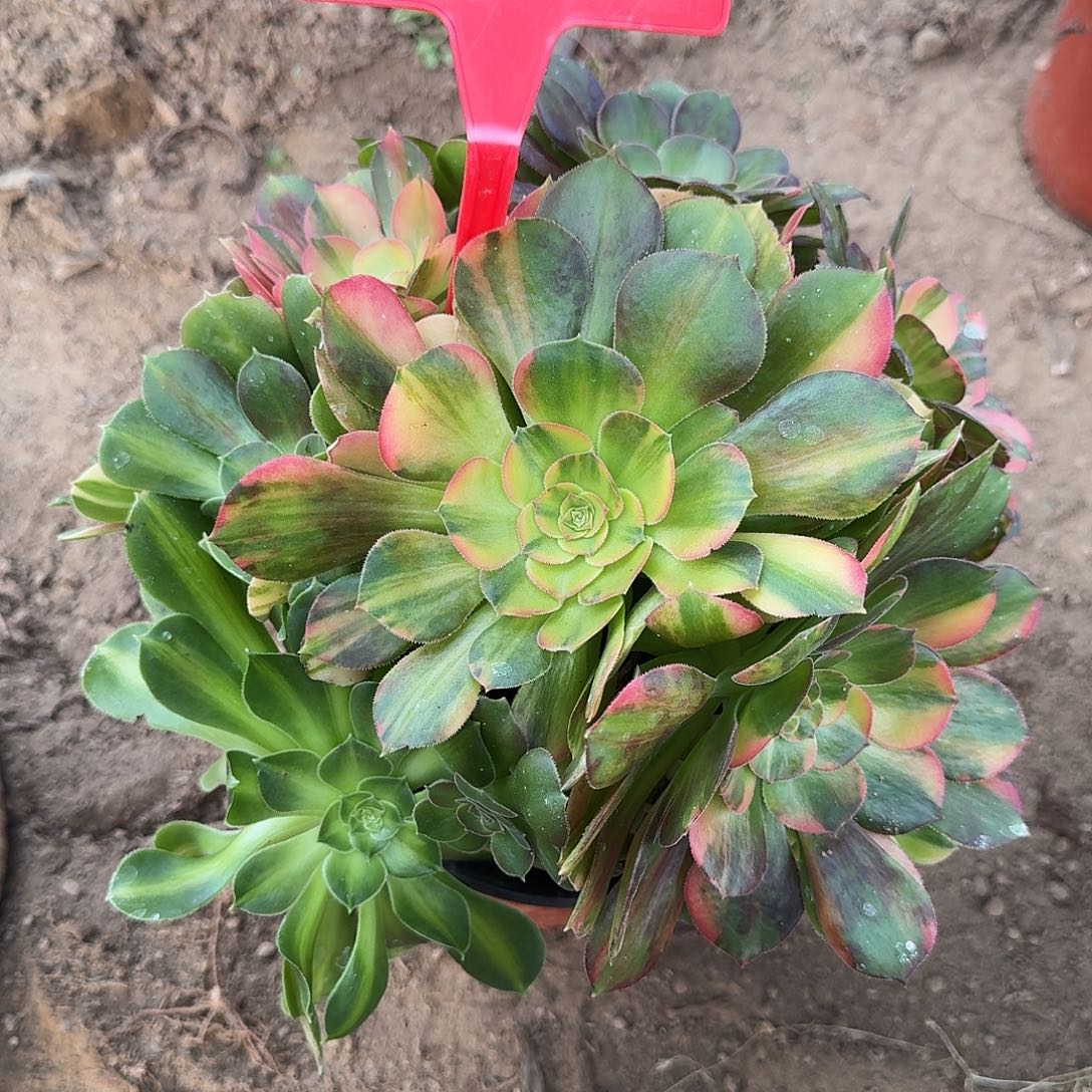 4582流星雨多肉法师铭文