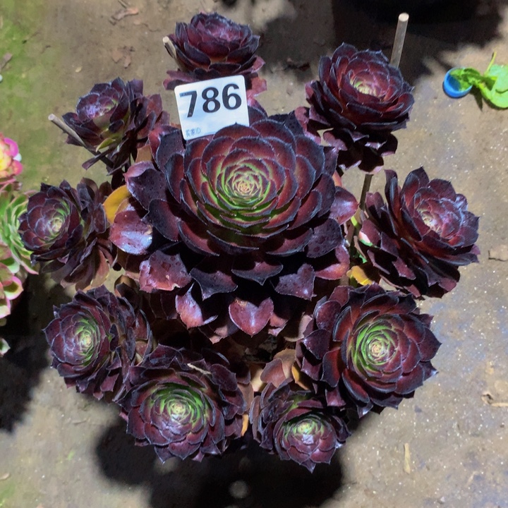 x***人无花朵黑美人78600000