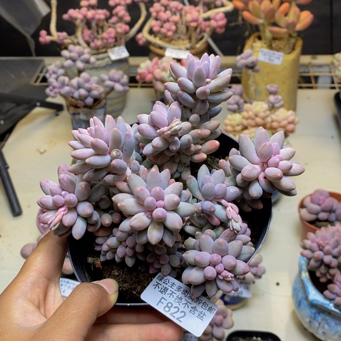 822婴儿手指多肉12c m