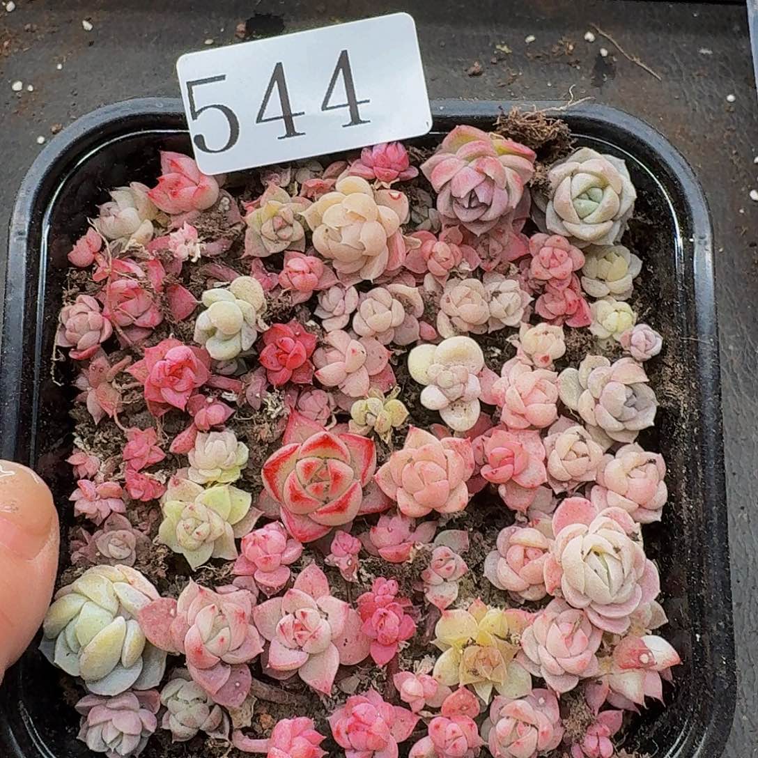 多肉植物多肉植物544