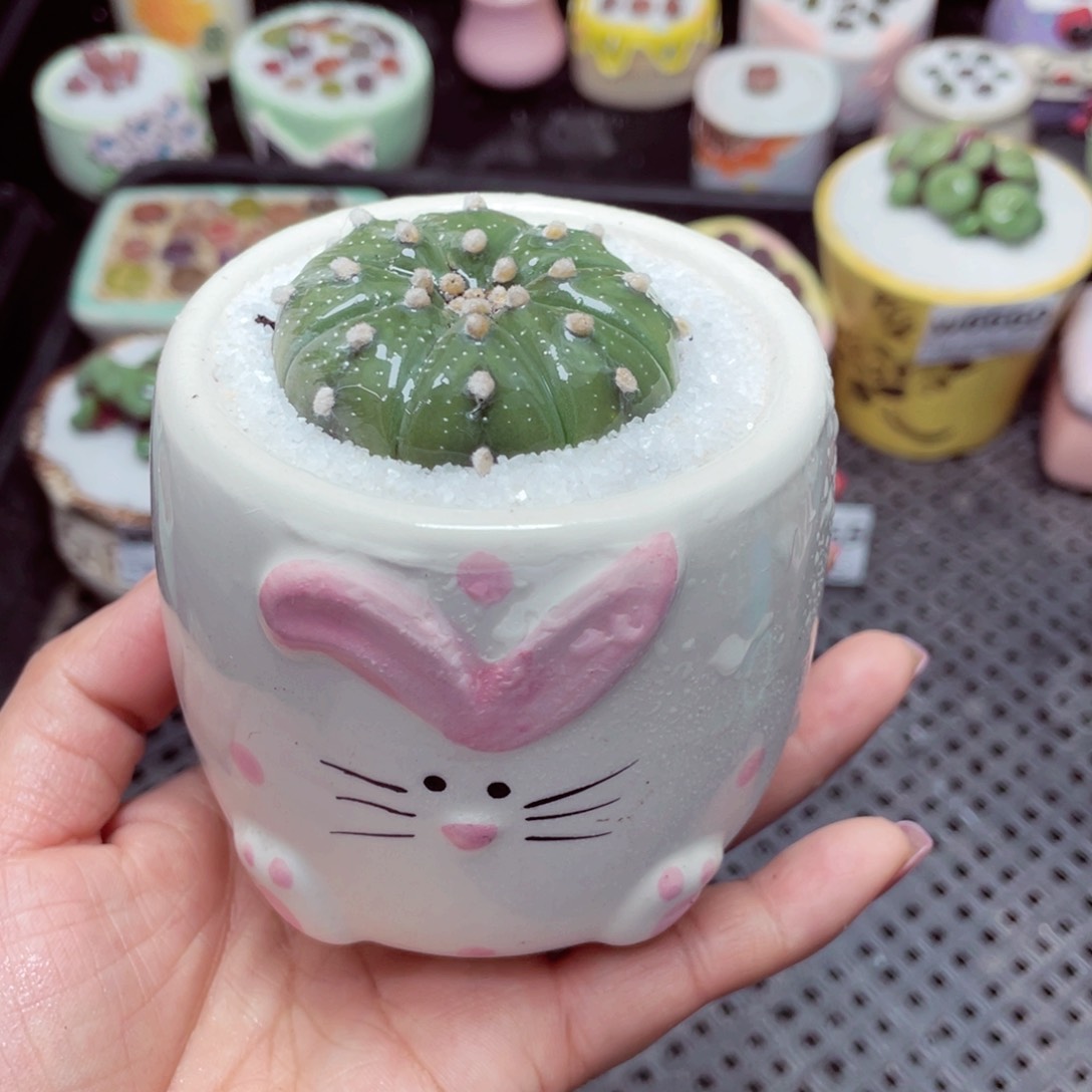 w6666 -零下地区拍保温箱-15支持寄养