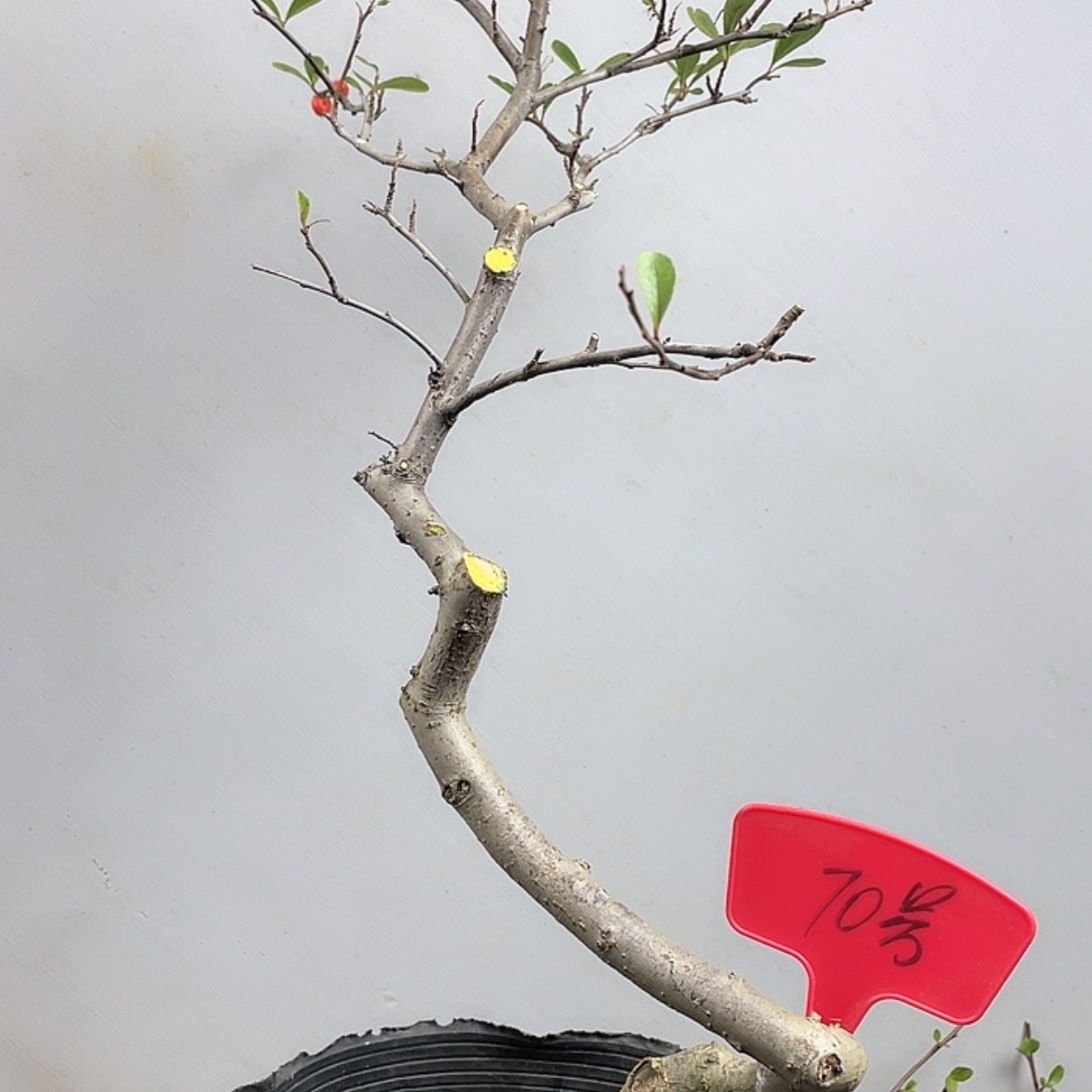 【闪购商品】无花朵070