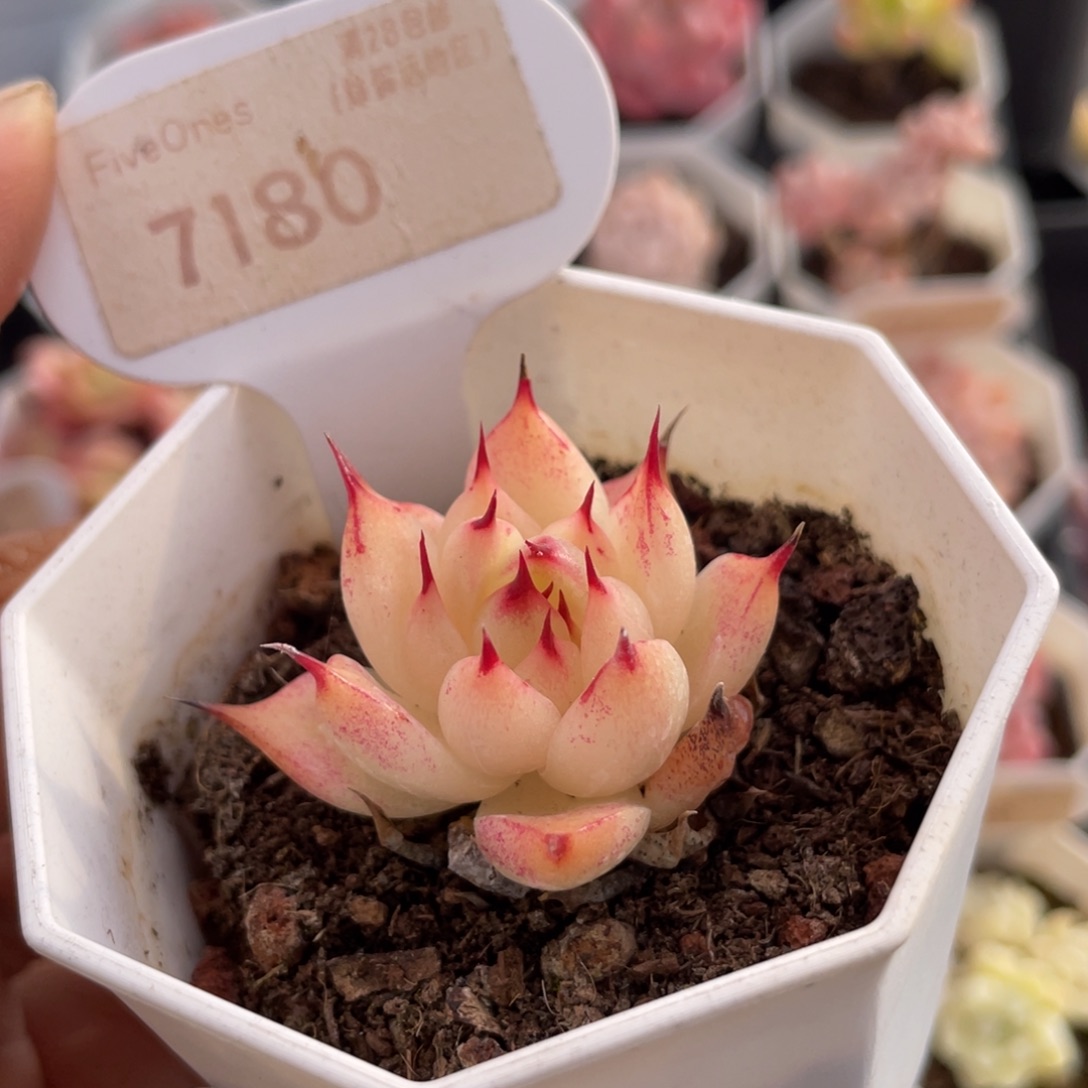 托斯卡内利7180-4.0厘米