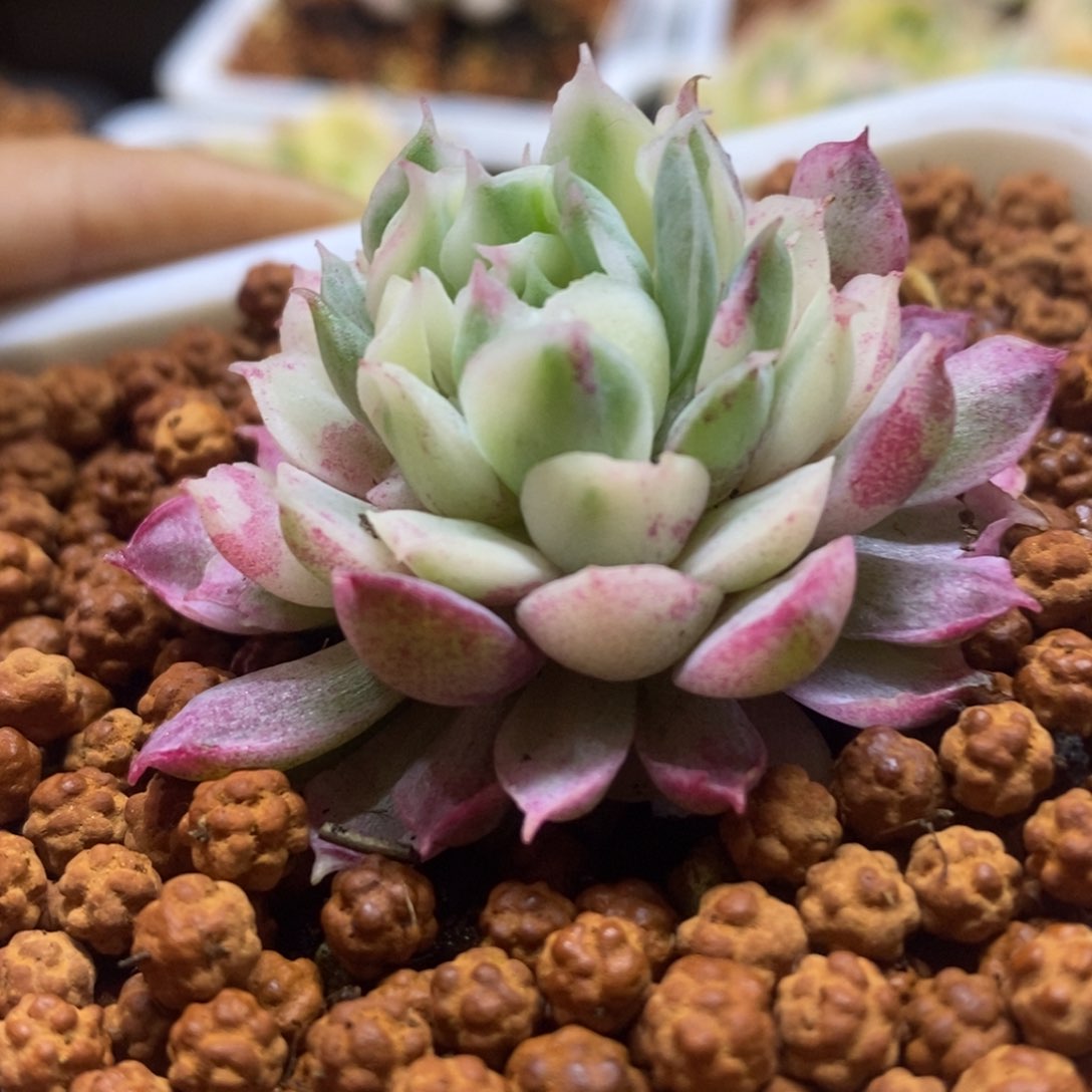 朱砂痣锦 福利款