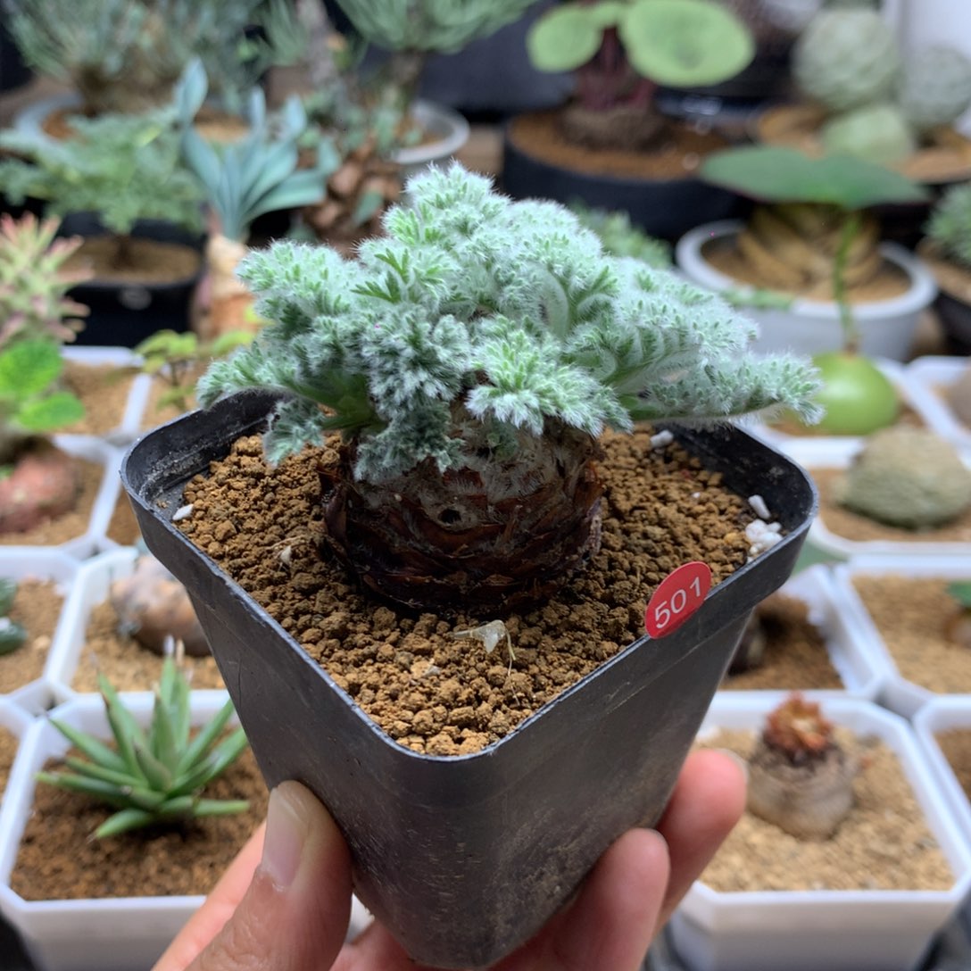 羽叶杨葵母本带盆