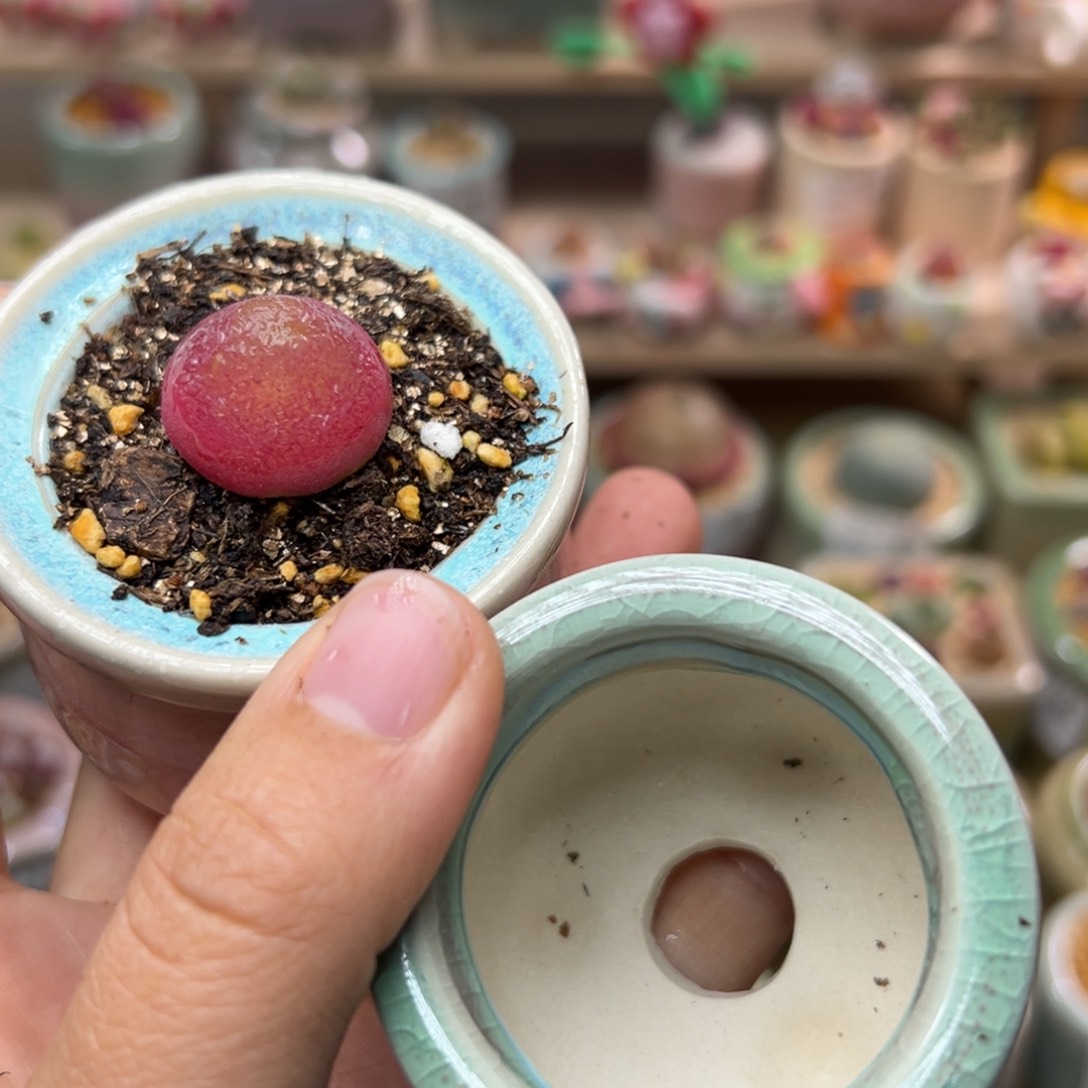 噗*咪多肉植物106号灯泡换个盆