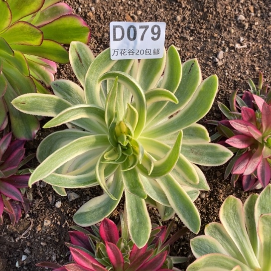 079青莲单头多肉
